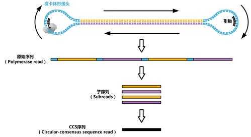 ccs的5大功能（ccs的工作原理?）